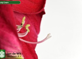 hippeastrum Candy Cream (3)